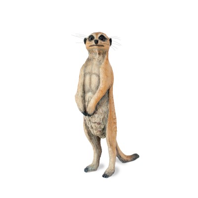 Adult female meerkat