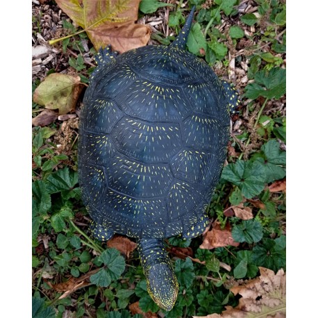 Galápago europeo
