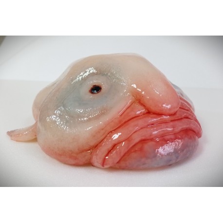 Pez Gota