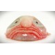 Pez Gota