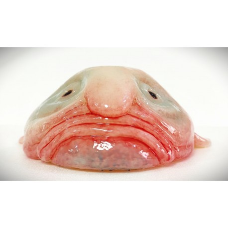 Pez Gota