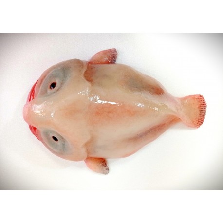 Pez Gota